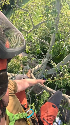 Cruising through the canopy. 🌳 What's your favorite climbing vibe - tall and low density, or shorter and jungle-like. 🎥: @rebuxx on Instagram | Sherrilltree