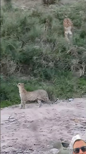 Leopard VS Lion 😳 #wildlife #animals