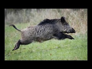 boar sounds