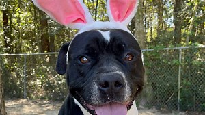 Available for adoption: Patient mixed-breed dog and playful, 'zippy' pup | PAWS