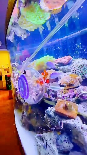 Tankmatez Minimal Stress Bubble Fish Traps #tankmatez #reefaquarium #saltwateraquarium #corals #marineaquarium #reeftank #reeftank #freshwateraquarium #tankmatezviralvideos | TankMatez.com