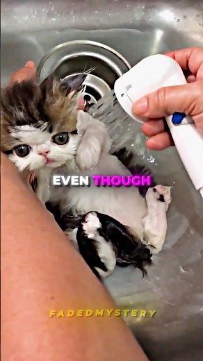 Why Dogs Are Better Than Cats 🐱🤯
