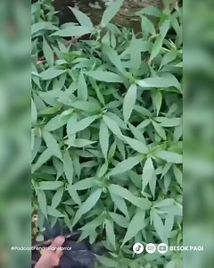 Gimana menurut kalian sob? #besokpagi #pendaki #pendakiindonesia #hiking #gunung | Besok Pagi Channel