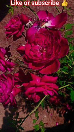 Allah kheta hai #shorts #love #allah 🇸🇦🇸🇦🇸🇦🕋🕋🕋🤲🤲🤲✅✅✅👍👍👍