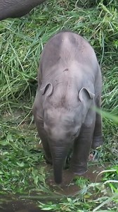 1K views · 67 reactions | Cuteness overload! This baby #elephant is trying to figure out how to drink water with its trunk. (Video via Douyin account of Wild Elephant Valley) | China News 中国新闻网 | Facebook
