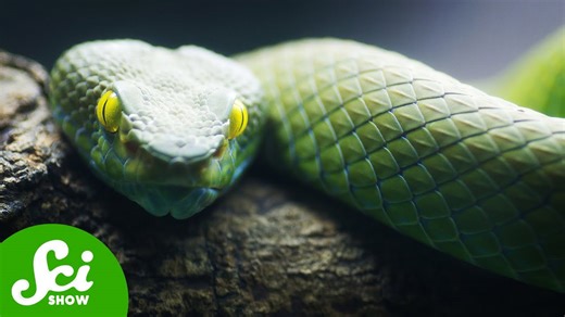 The bizarre evolution of hemipenes (yes...hemipenes)