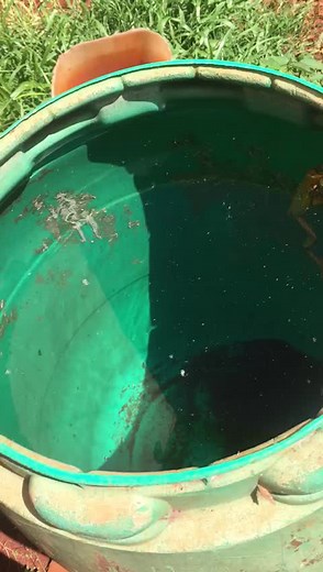 Cuban Treefrog Sighting in Clarendon, Jamaica