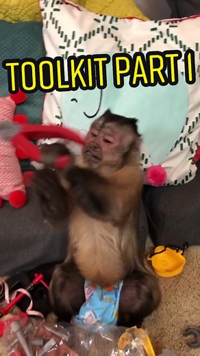George got a full Work Bench 😟🙊 We think he likes it 😂 Full Video is on IGTV and YouTube 🐵 #unboxing #monkey #toys #toolkit #workbench