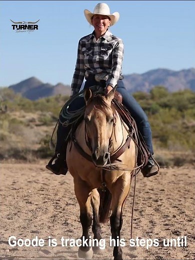 Goodie the ultimate buckskin horse is tracking his steps to Meet You In Montana