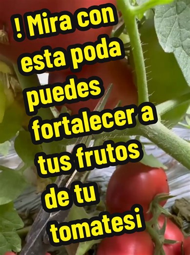 TU JARDÍN EXPRESS PRO on TikTok