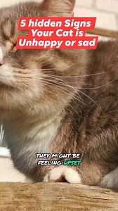 5 hidden signs your cat is unhappy or sad #cat #catcute #cats #cattiktok #kittens #catvideos #catfunny #funnykitten #catviral #kittenmeow #meow | All about cats