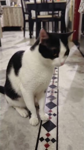 🐈cute #cat #trendingvideos #shorts#ai#Cartoon#explore 🥰💕