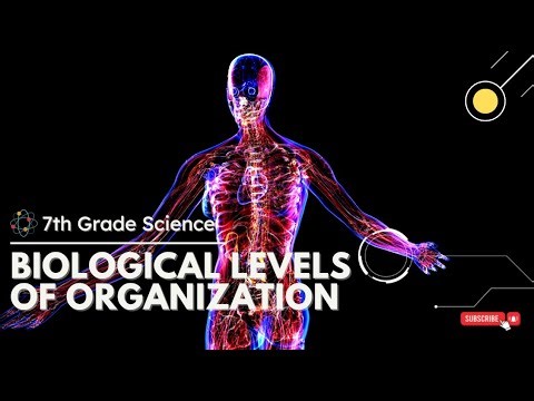 From Cells to Organisms - How Your Body Is Built Like a Boss! | 7th Grade Science GSE