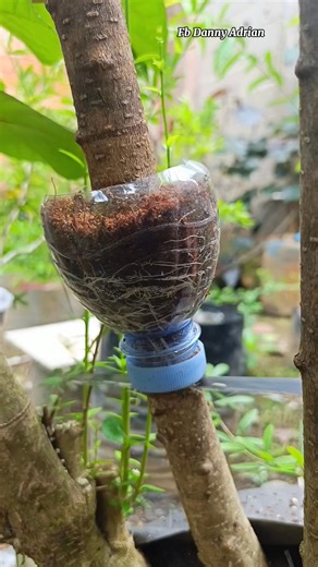 Successfully propagating plants using the air layering technique #bonsai #bonsaitree #fblifestyle | Danny Adrian