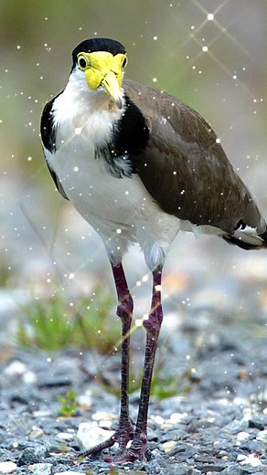 Intriguing Behavior of the Masked Lapwing