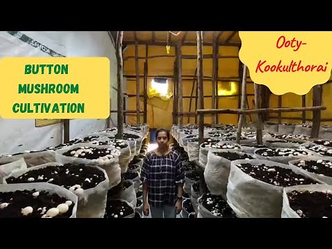 Button Mushroom Cultivation in Ooty-Kookulthorai‪@saranyasudhagar‬ | Growing Button Mushrooms