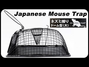 This is how they catch mice in Japan - Japanese Mouse Trap. Mousetrap Monday.