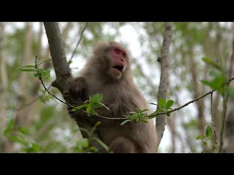 野生のニホンザル かん高い鳴き声
