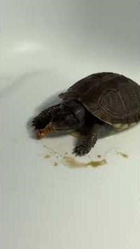Funyun, the eastern box turtle, eating a mealworm. eats the whole thing in under two minutes.