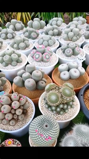 These are some of the most beautiful cacti I have ever seen. #mammillaria #cactuslover #cactus #cacti | Real Plant Species