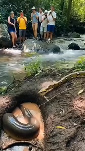 Python vs electril eel #animals #wildlife | Lalit Kumar