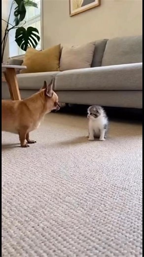 Chihuahua Tries to Scare a Kitten, Instantly Regrets It 😹 #chihuahua #kitten #CAT #funnyvideos #AIVideo | Maria Malissa