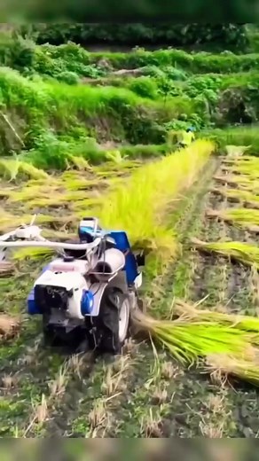 1M views · 3.2K reactions | Rice  harvesting machine Top Views tv please follow my backup page Amazing Vlog 247 | Top Views tv | Facebook