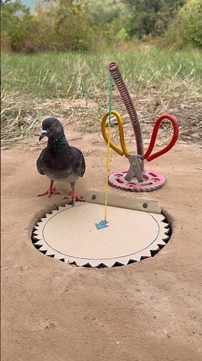 Beautiful DIY Bird Trap Using Paper #youtubeshorts