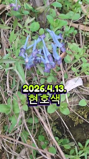 야생화 | 다년생초본, 현호색