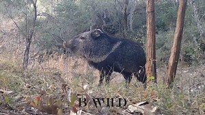 1.5M views · 31K reactions | A glimpse into the beauty of the Wild World. | BWILD | Facebook