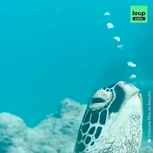 Regardez cette tortue se détendre dans les fonds marins des Îles Cook dans le Pacifique. Selon les spécialistes, «Aria», c'est son nom, agissait de la sorte pour contrôler sa flotabilité. | Loopsider