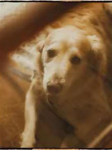 Bruce #goldenretriever #brucespringsteen