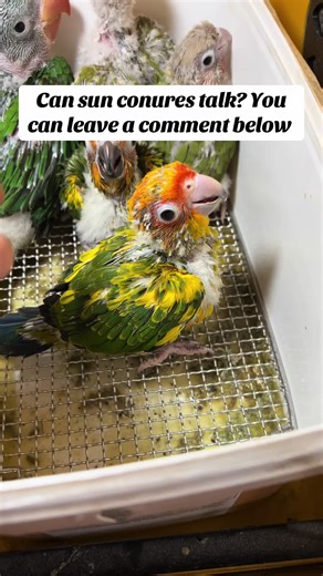 Do you know sun conures are very loud parrots? If you want to find out, watch this video till the end. #sunconure #sunconurebabies #sunconuresoftiktok #sunconureparrot #sunconures