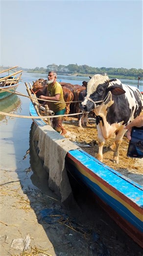 Cow videos, cow video, animal, big cow, goru, Ep-41 #shortsvideo​