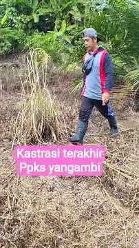 Cara membesarkan buah terbukti