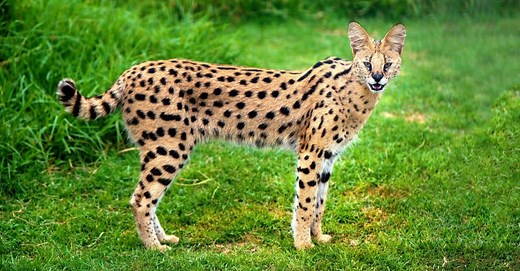 Serval Cat Prices in 2024: Purchase Cost, Vet Bills, and Other Costs