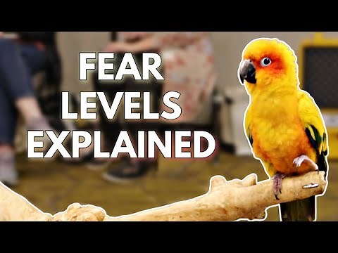 How Scared Is Your Bird? Fear Levels You NEED to Know!