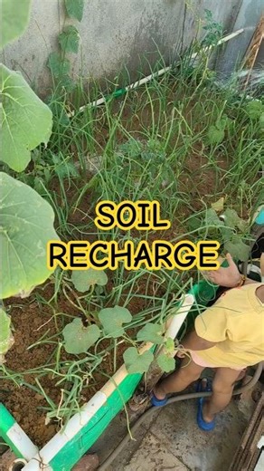 Onion Grow Bag Recharge 🌿 Add Compost for Fast Growth!