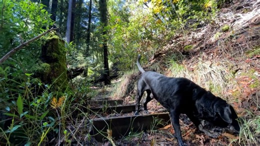 Winter, Dogs, Hunting, Pets