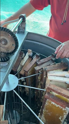 How to extraction honey of beehives frame #honey #workerbee #beekeeper #animals #queen #insects