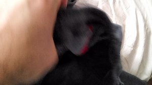 Watch It's the real deal. on Amazon Live