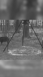 Every successful capture starts with good intel. 👀🐗 Watching movement, timing visits, and learning the sounder’s behavior at the trap site is what turns guesswork into strategy. When you gather the right information, you set the trap for the whole sounder — not just one. #JAGERPRO #hogtrapping | Jager Pro Hog Control Systems