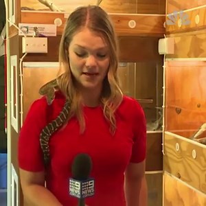 14K views · 166 reactions | An Australian reporter said she was terrified after a snake draped around her shoulders repeatedly struck at her microphone. She bravely continued with recording the stand-up shot, and then asked the snake handler who was standing nearby to take the snake away. | NBC News World | Facebook