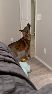 4.1M views · 40K reactions | Lucifer the service dog usually closes doors for me on command, as getting up and down multiple times can be difficult. This time, a toy was stuck right outside the door but obstructed from view, preventing it from closing and confusing him. He did his best 凉 #cardiacalertdog #servicedog #workingdog #wlgsd #germanshepherd #dogtraining #ambulatorywheelchairuser #mcas #ehlersdanlossyndrome #pots | Demon.Dog.Duo | Facebook