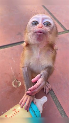 Adorable Baby Monkey Lip Smacking