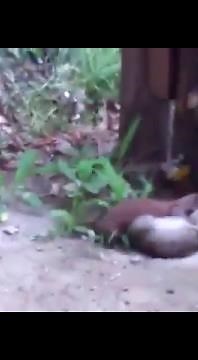 Combate a muerte entre rata y comadreja