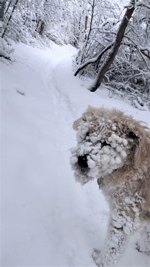 Making snow angels with Freddy. 🐾❄️