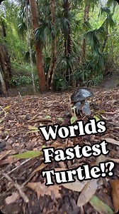 46K views · 336 reactions | Who knew turtles could run so fast!? The first vid is at normal speed, then 50%, then 20%, then back to 100%.. little dude moves like greased lightning! ️ Northern Territory Australia | Wildman Adventures | Facebook
