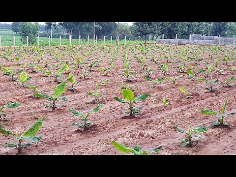 BANANA FARMING Using RAINWATER | Banana Sapling sowing | Farming videos | Part 1