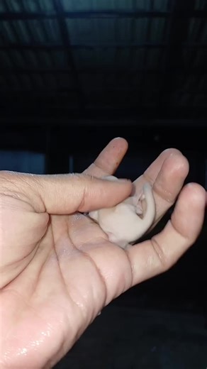 sugar glider leucistic OOP day 1 #sugarglider #leucistic #oop #outofpouch #fyp